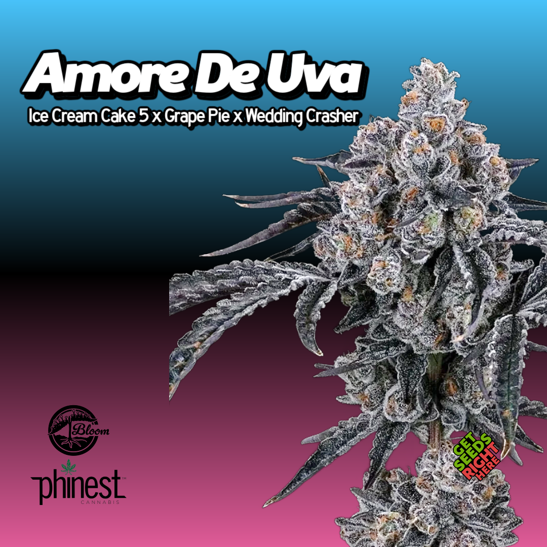 Amore De Uva Cannabis Clone Hero Image