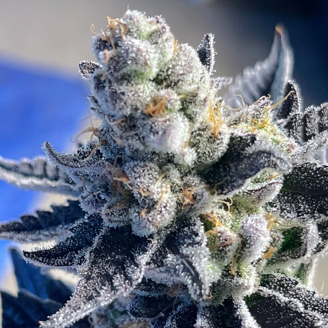 Amore De Uva Closeup