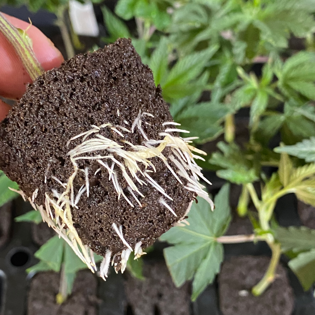 Animal Sherb Mints Clone Roots