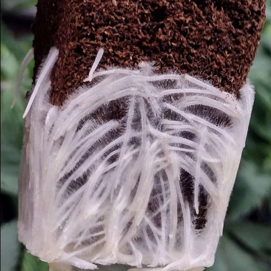 Healthy Rooted Clones