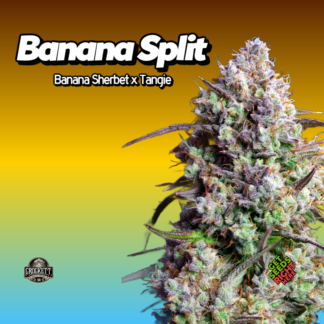 Banana Split Clone Main