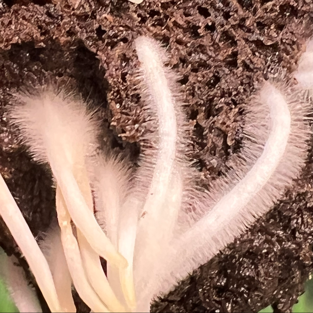 Banana Split Clone Roots
