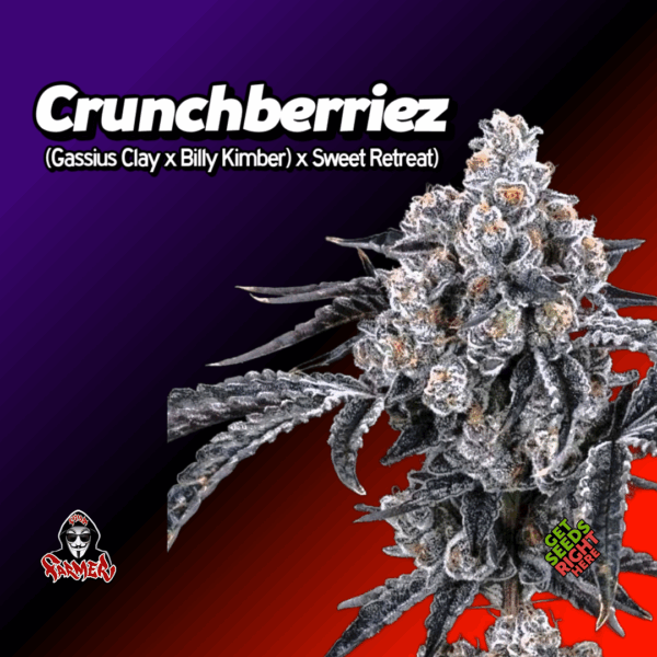 Crunchberriez Cannabis Clones