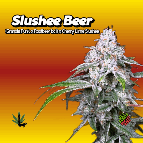 Slushee Beer Cannabis Clones