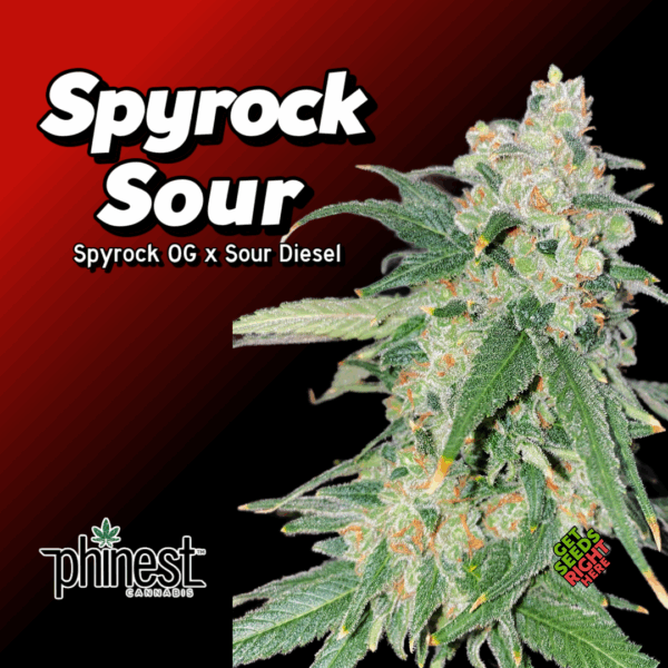 Spyrock Sour Cannabis Clones-phinest