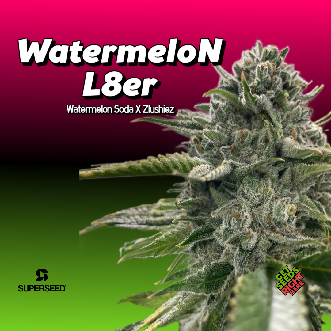 WatermeloN L8er Cannabis Clone Hero Image