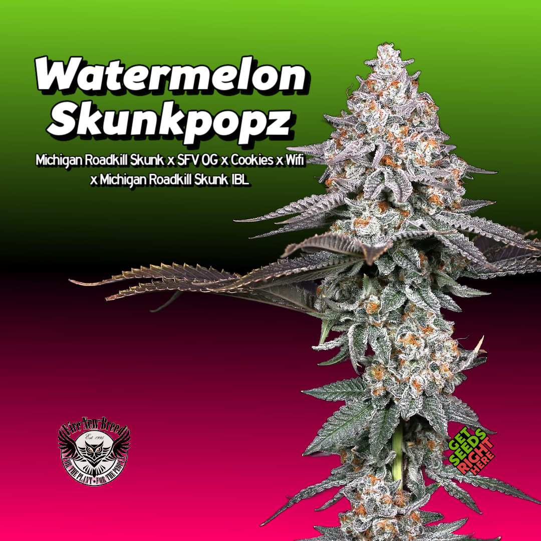 Watermelon Skunkpopz Cannabis Clone Hero