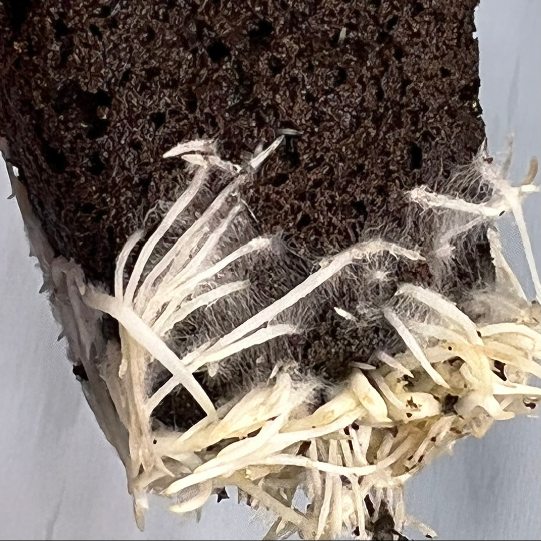 Healthy Rooted Clones