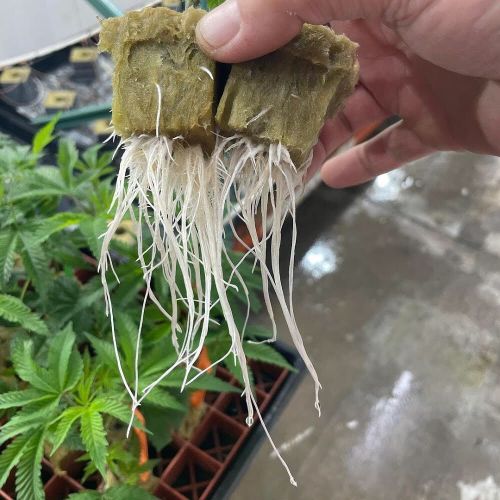 Cannabis Clone with Huge Roots