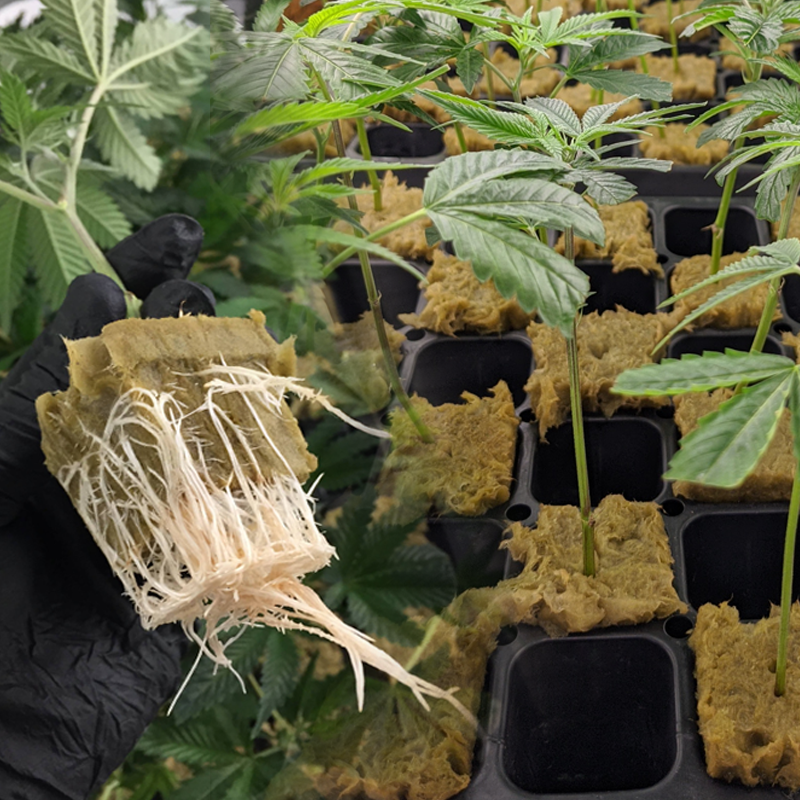 Healthy Rooted Clone