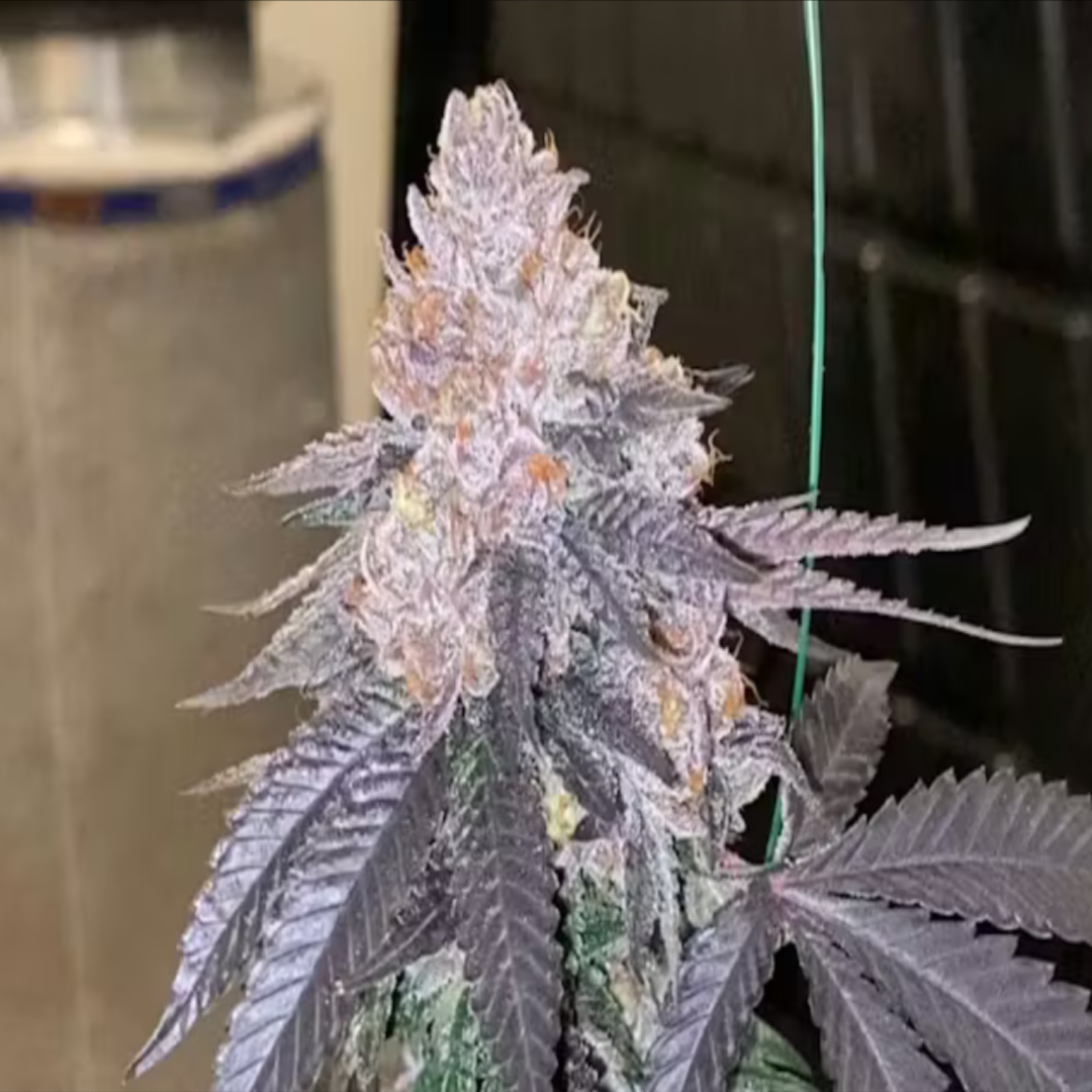 Chrunch Berriez Flower