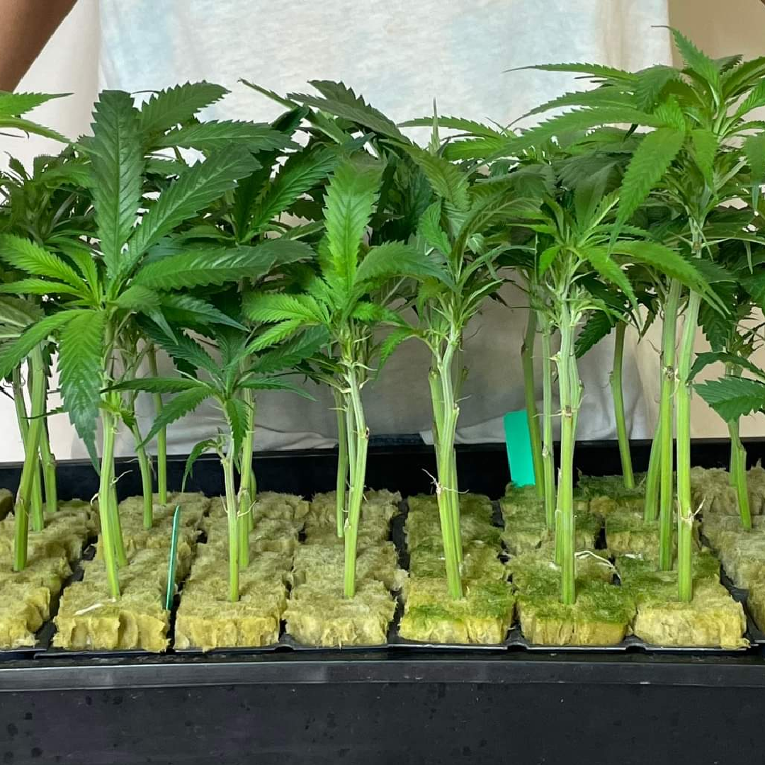 Healthy Rooted Clone