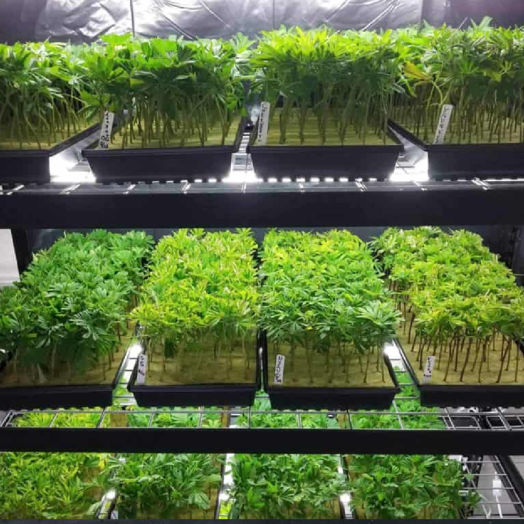 Healthy Rooted Clone