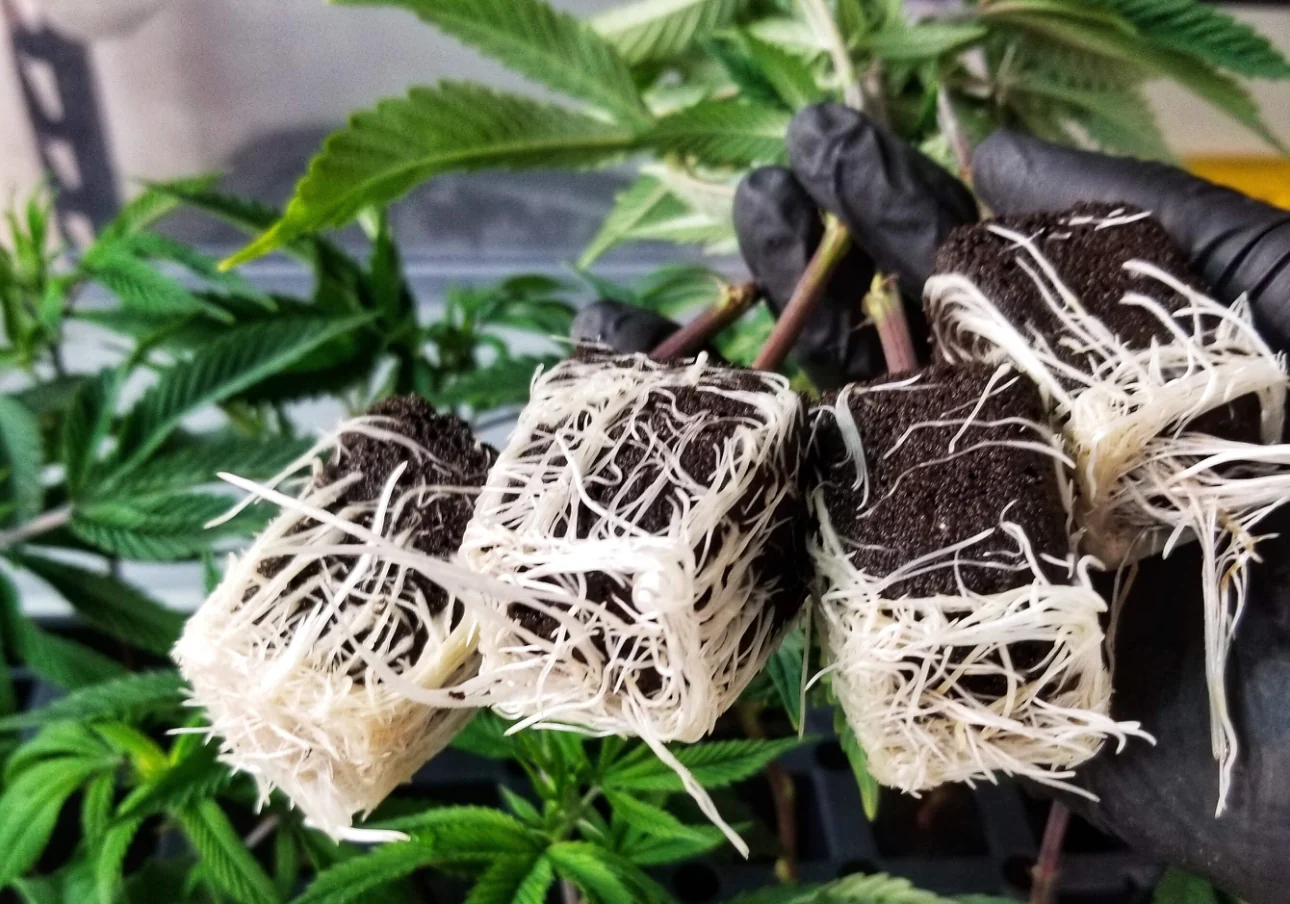 Healthy Rooted Clone