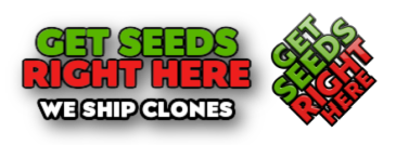 Get Seeds Right Here - Premium Clones