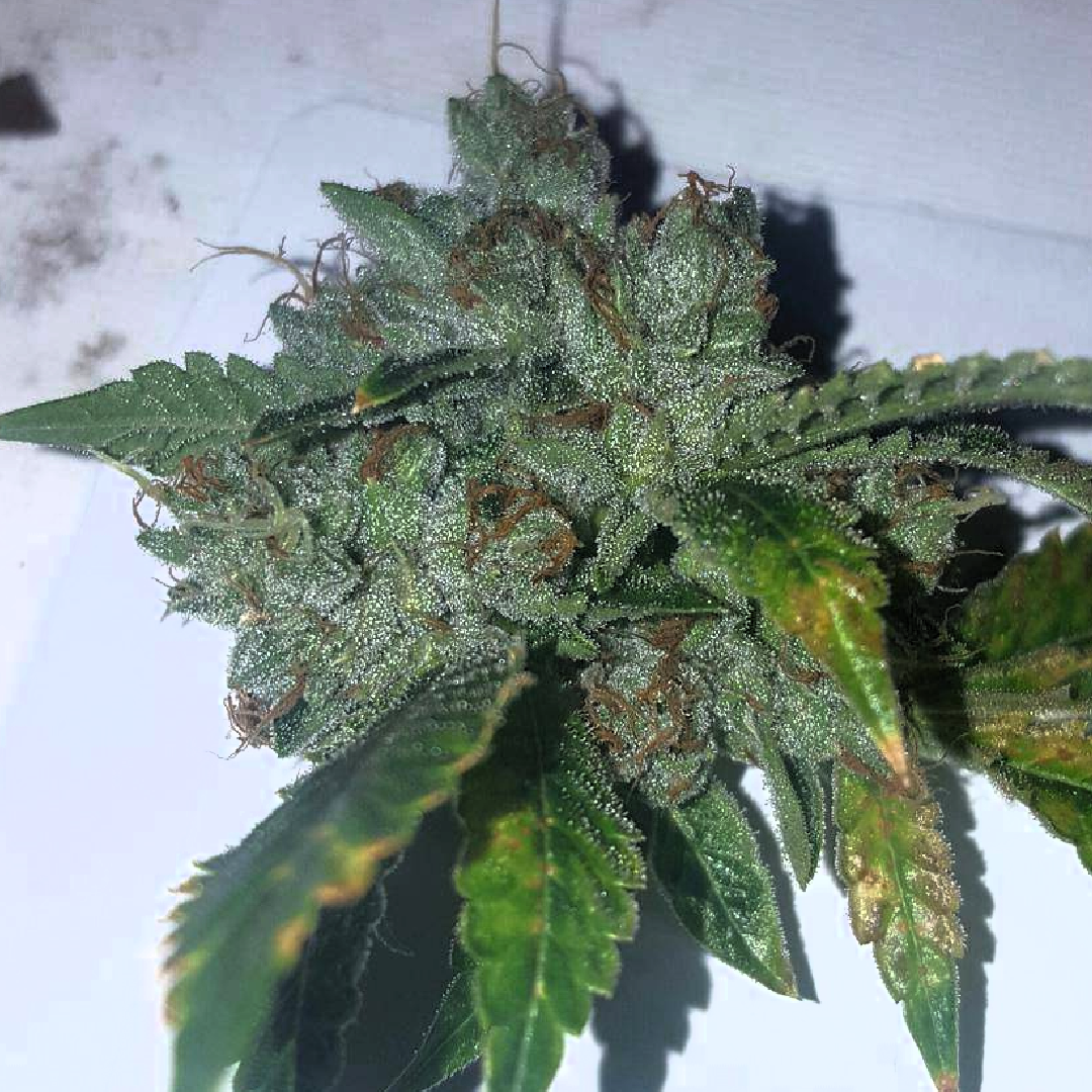 Ghost OG Plant
