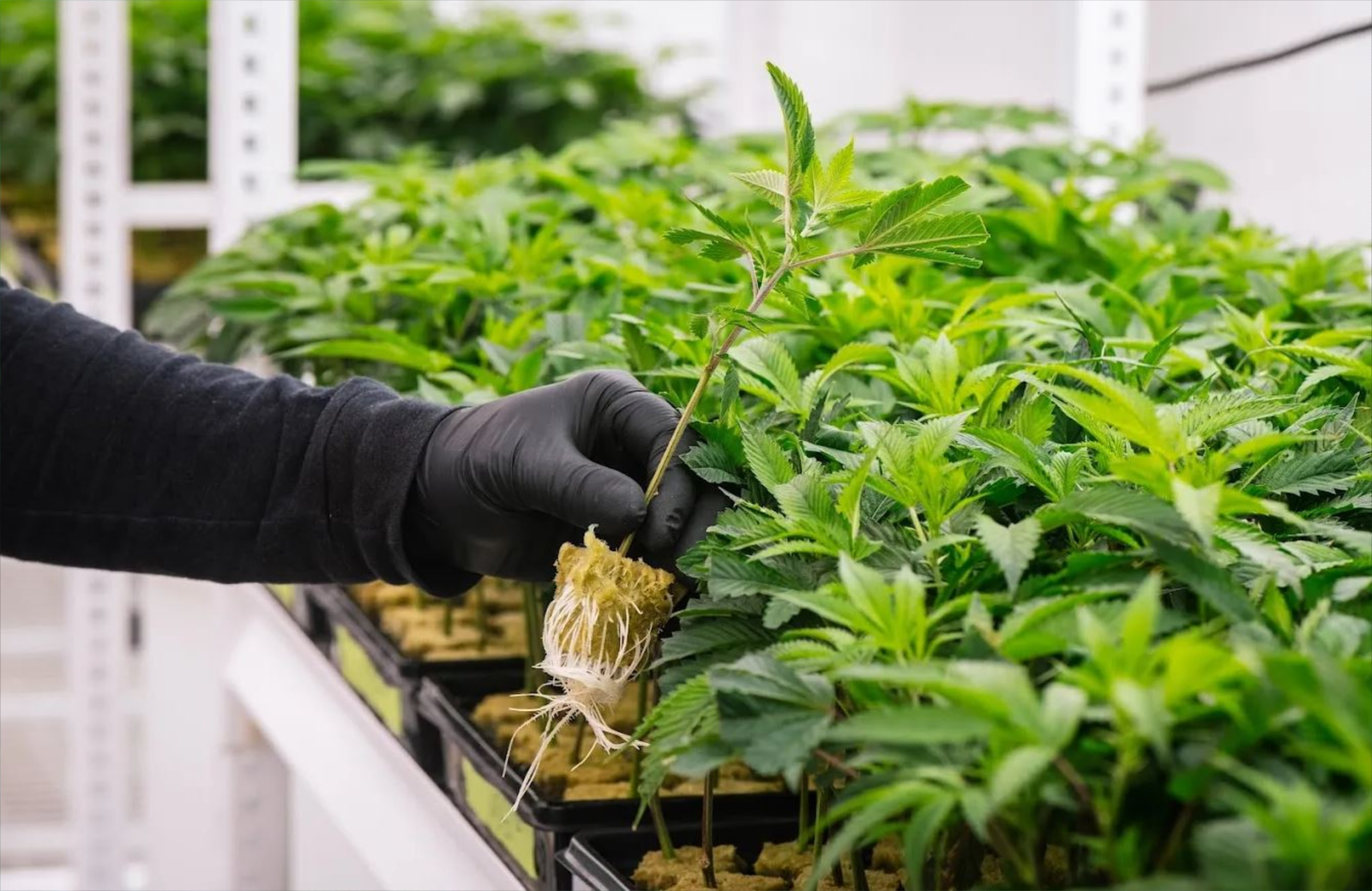 Nationwide Clone Shipping Coverage Map