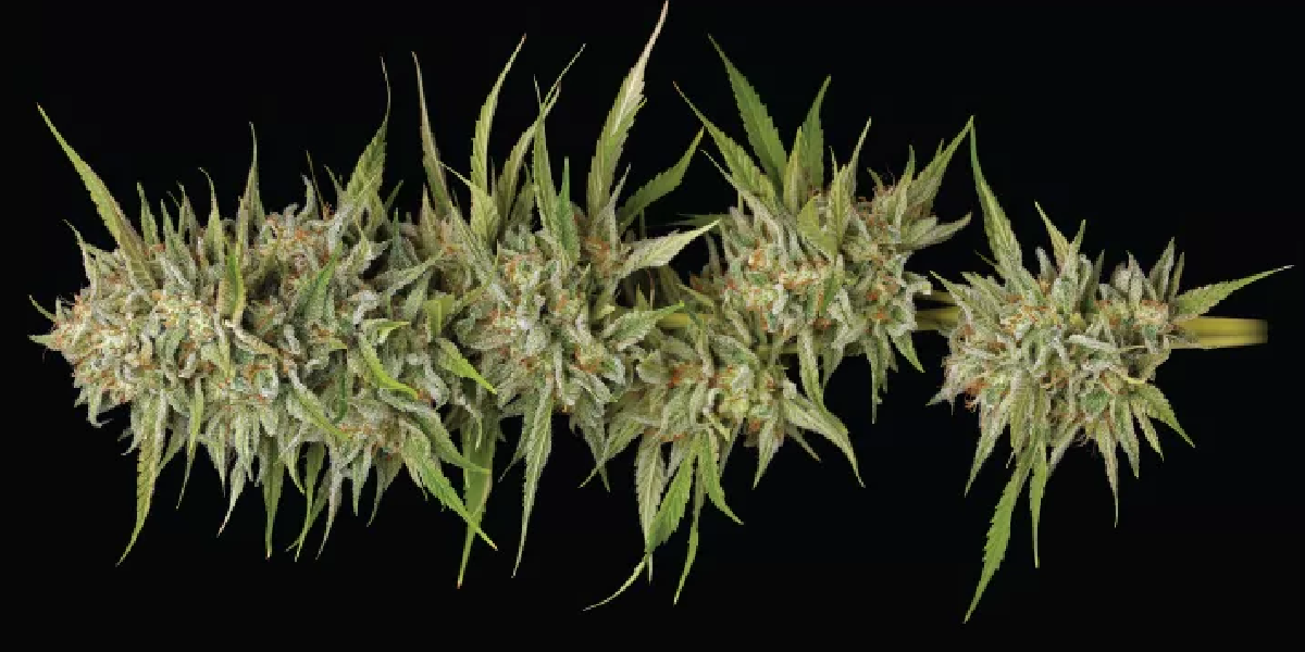 OG Kush bud structure showing classic indica-dominant growth and dense flower formation