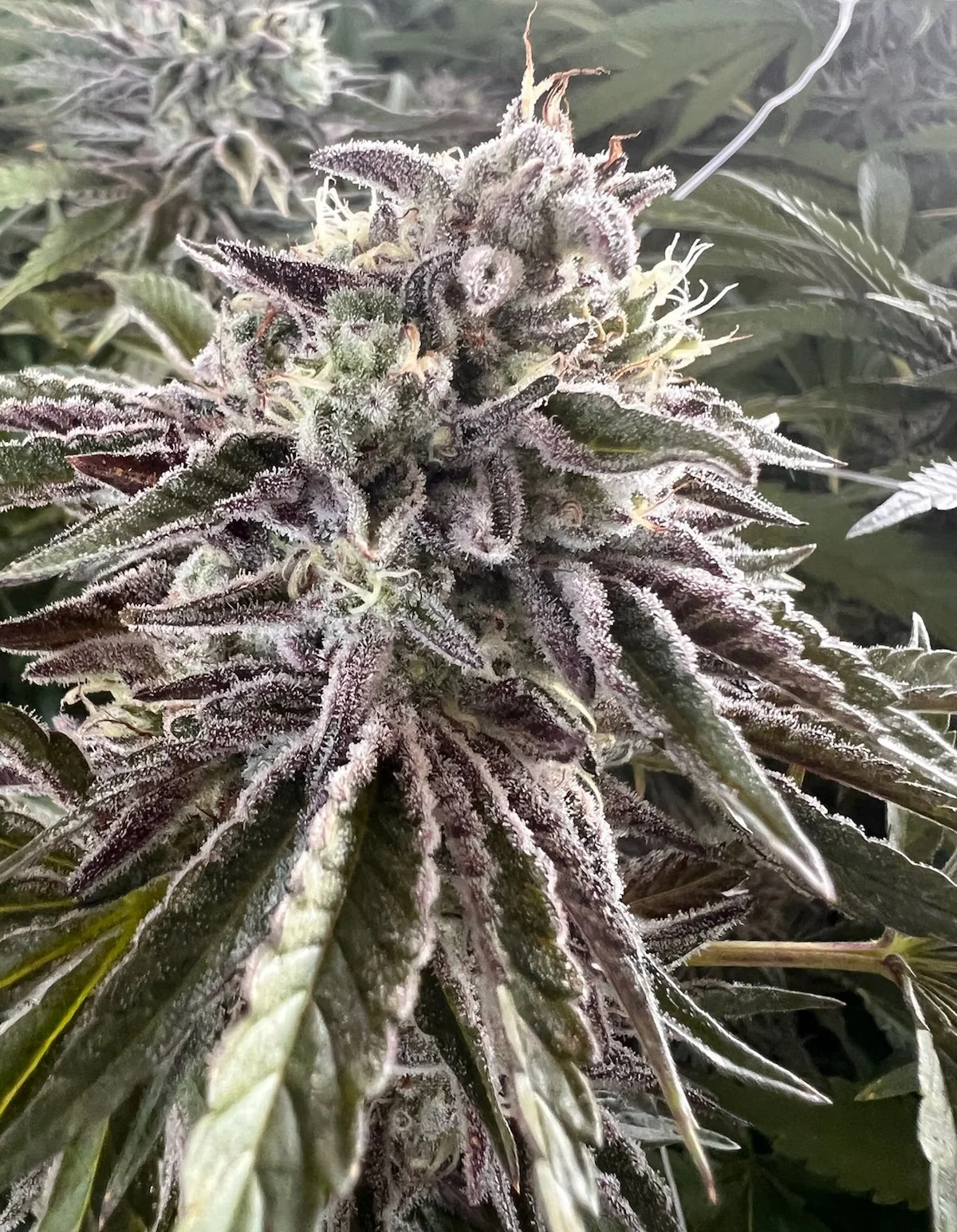 Pink Drink Strain Plant