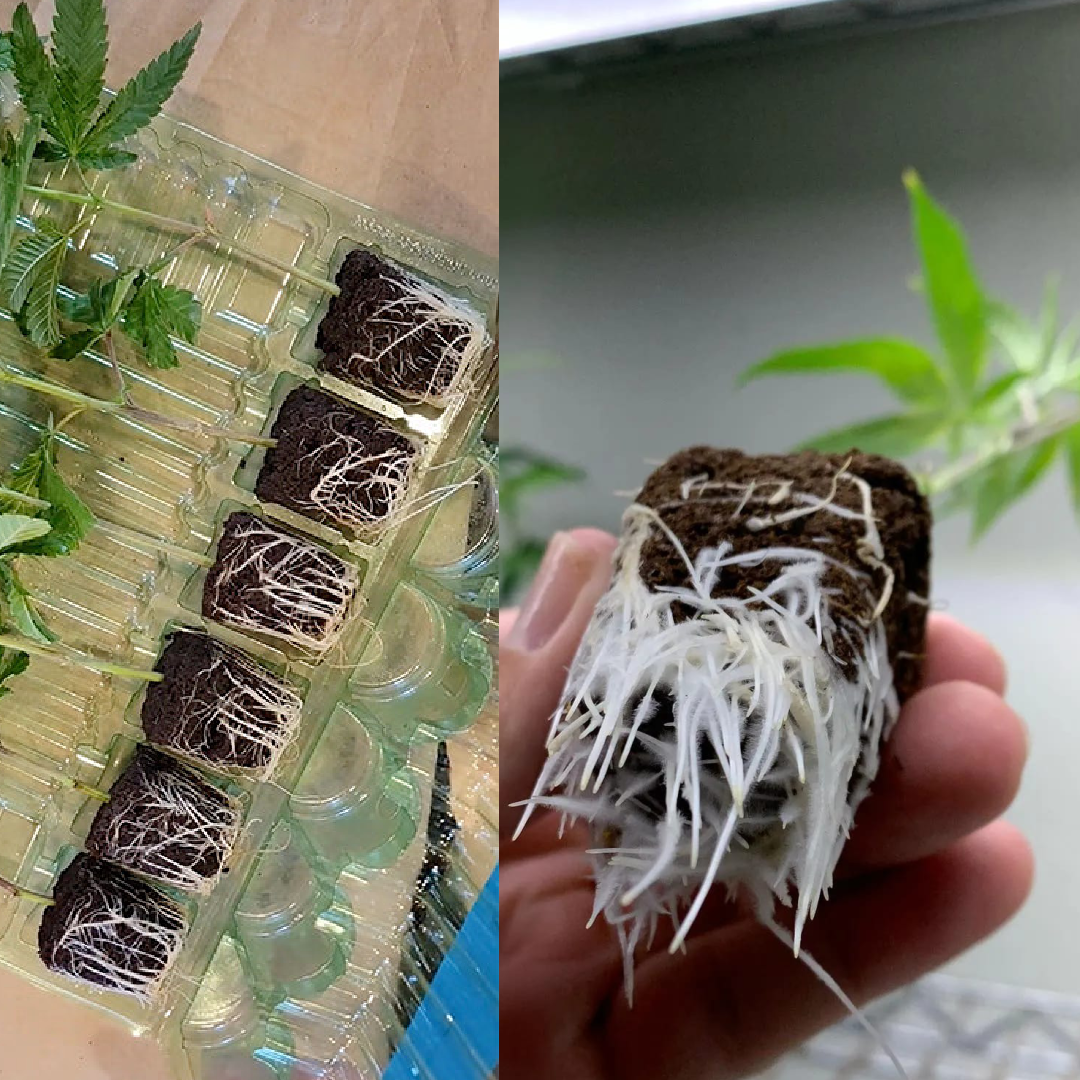 Rooted Clone Example