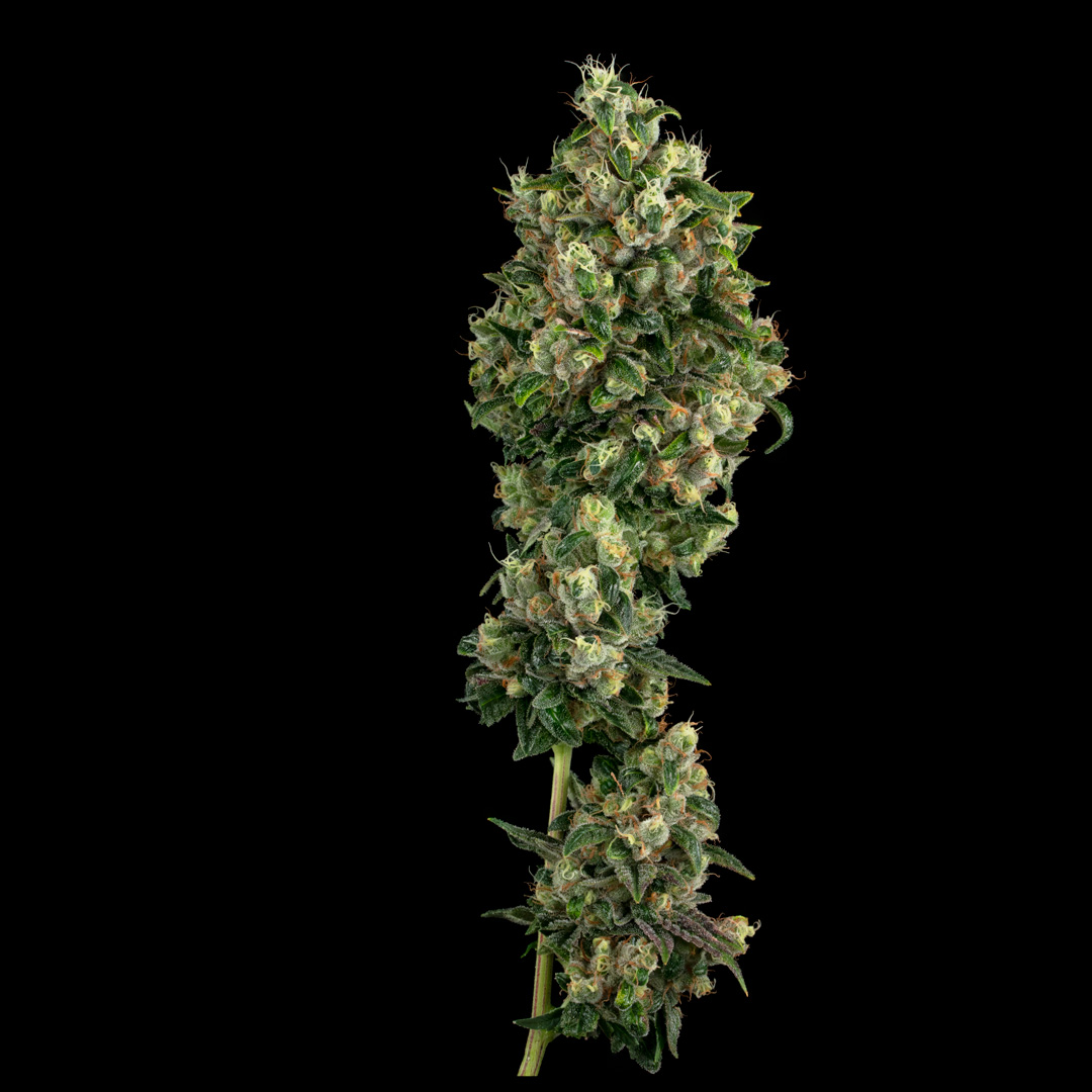 Spyrock Sour Diesel Flower