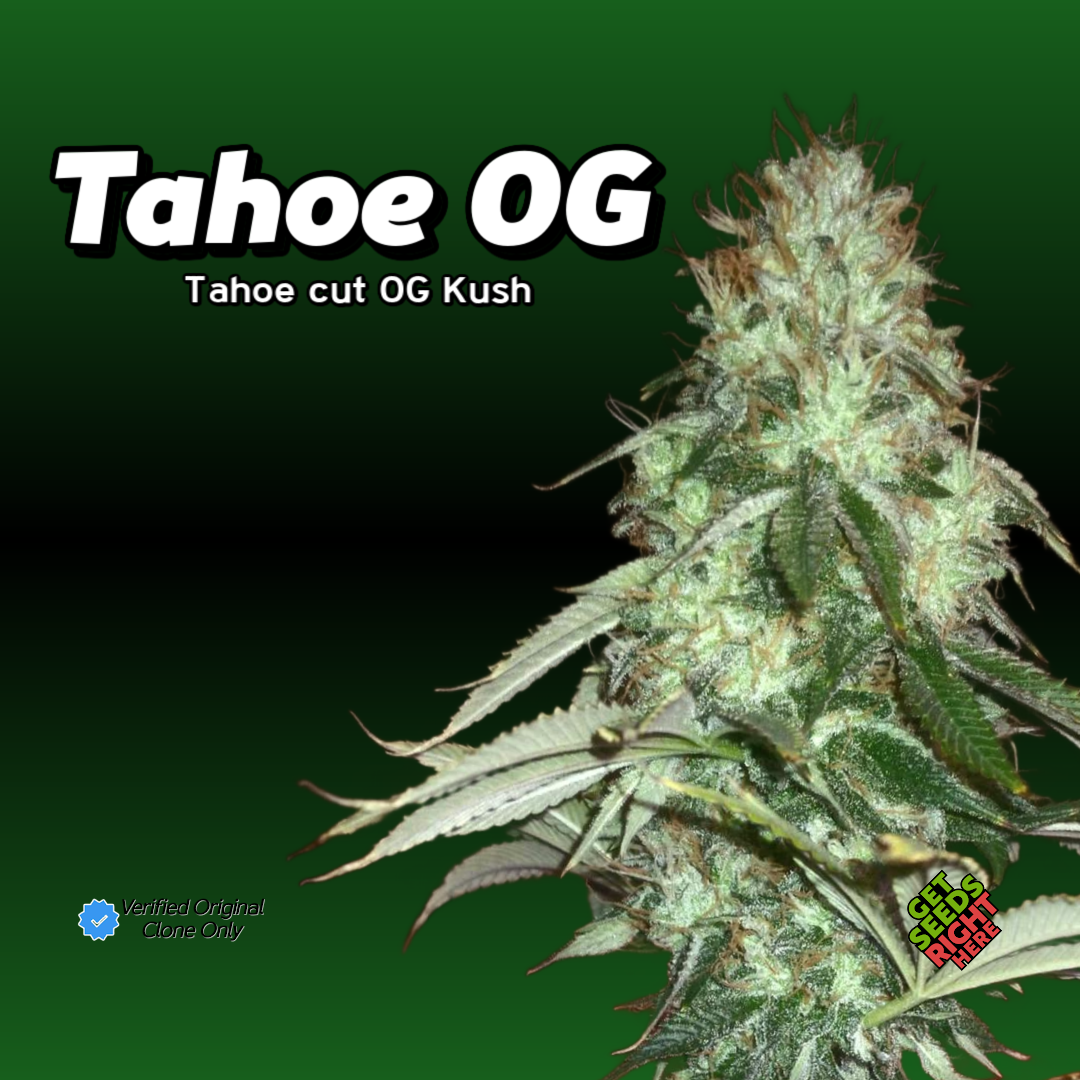Tahoe OG Cannabis Clone Hero Image