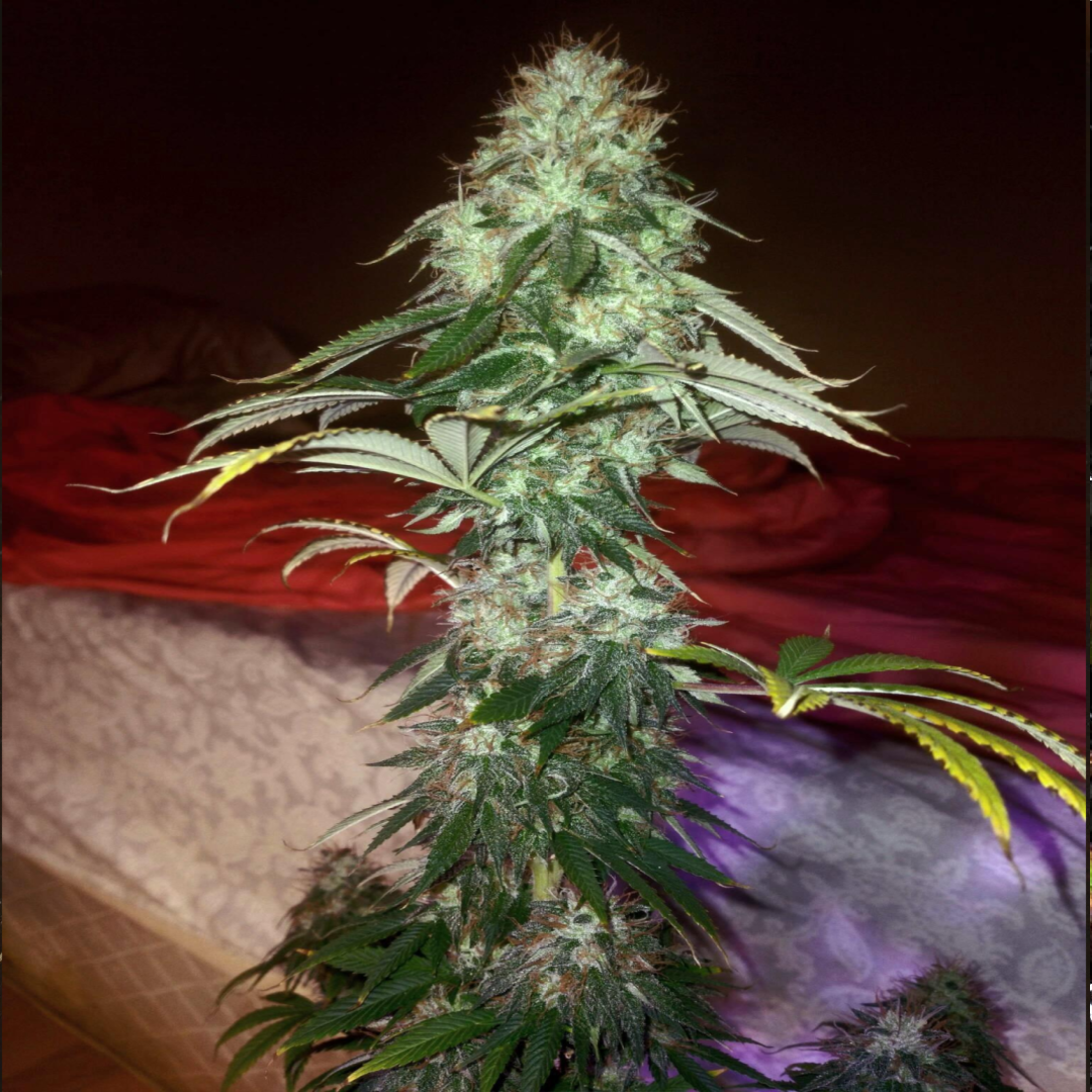 Tahoe OG Plant Structure