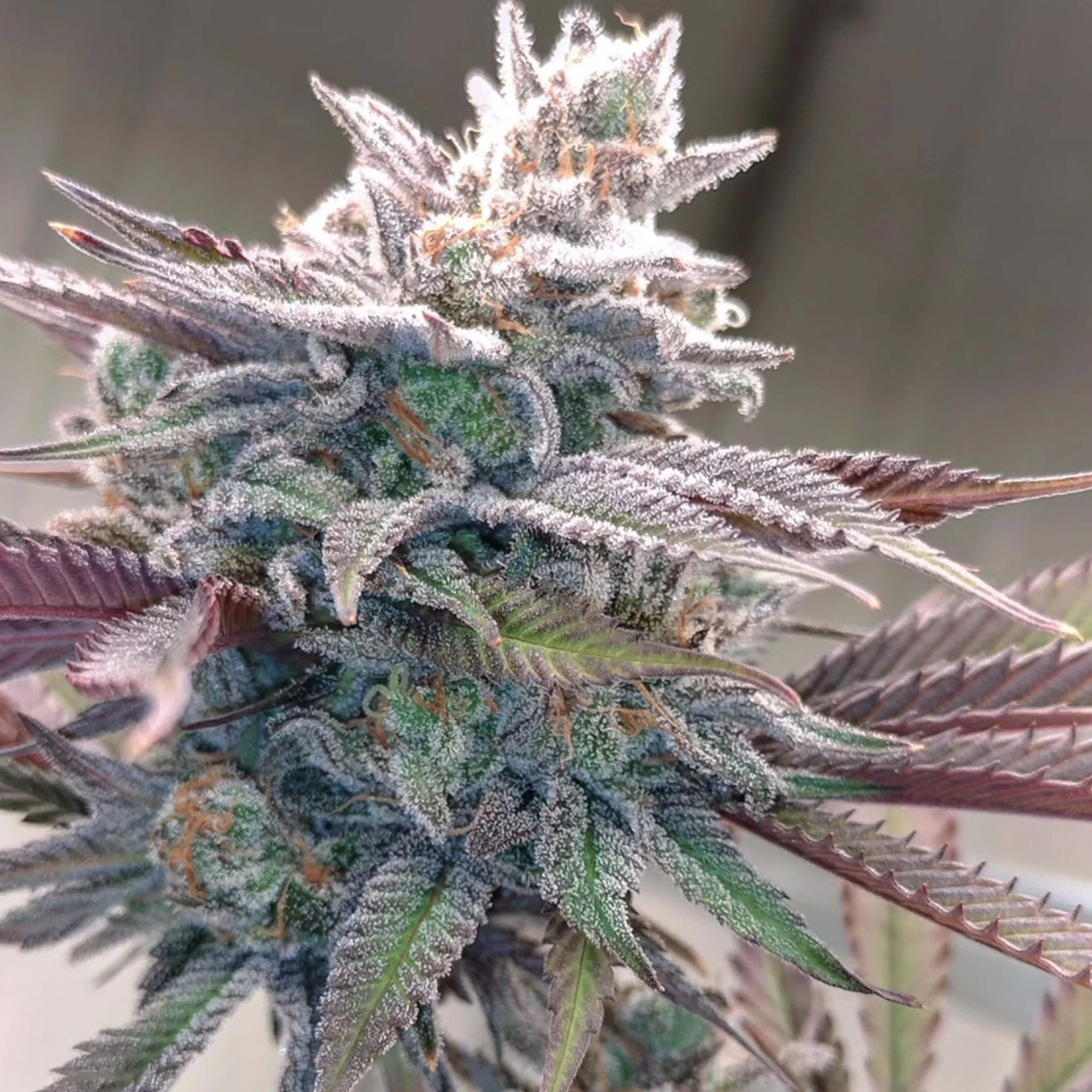 Watermelon Skunkpopz Flower