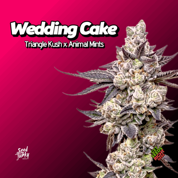 Wedding Cake cannabis clones with frosty buds and dense flower structure