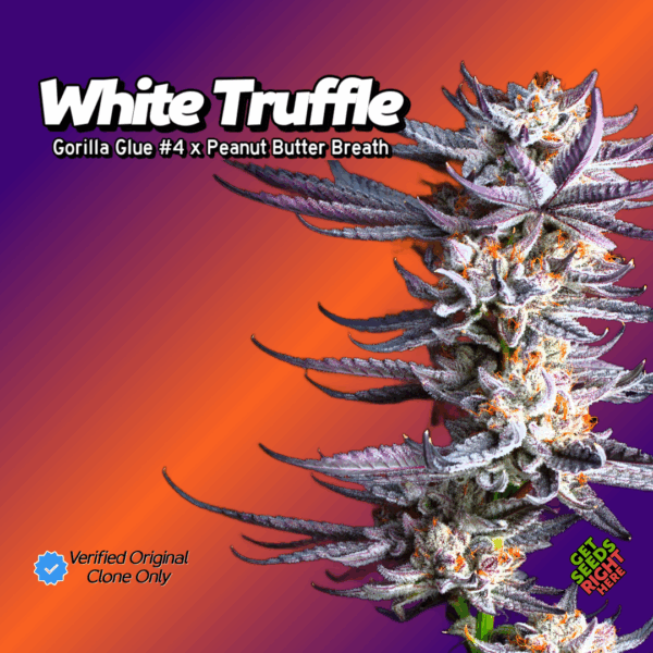 white-truffle-cannabis-clones