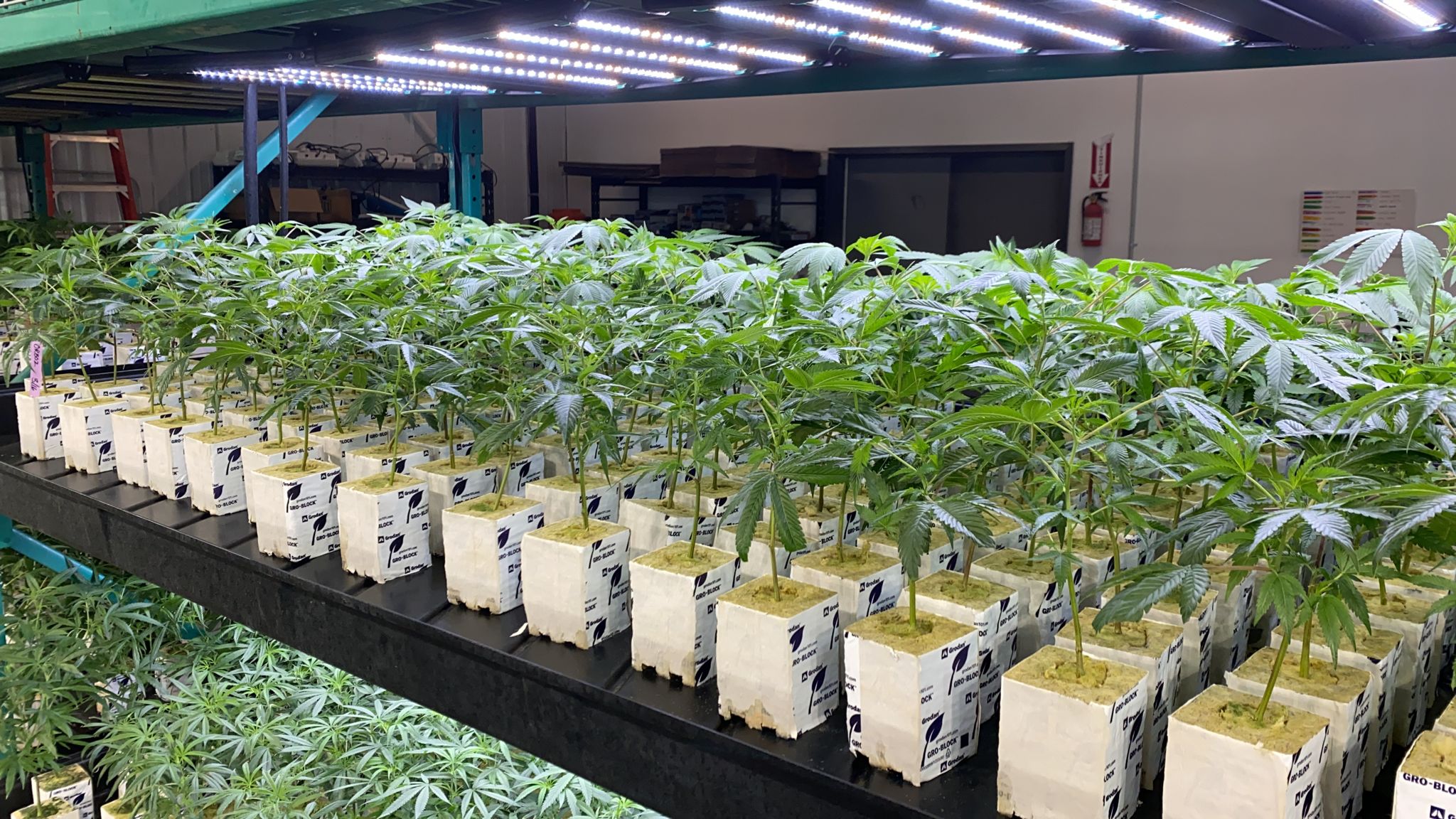 Tray of healthy cannabis clones under grow lights