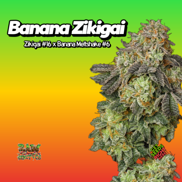 Banana Zikigai Cannabis Clones
