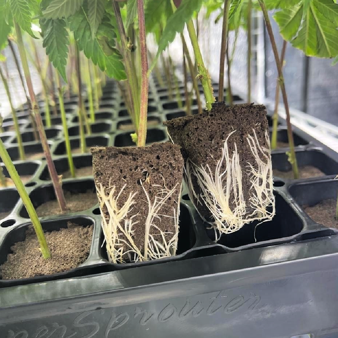 GMO Clone Roots