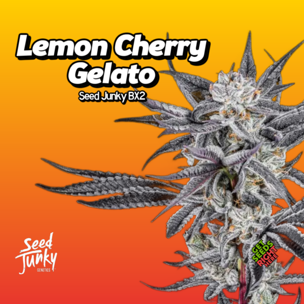 Lemon Cherry Gelato BX2 Seed Junky Cut Cannabis Clones