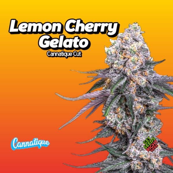 Lemon Cherry Gelato Cannatique Cut Cannabis Clones