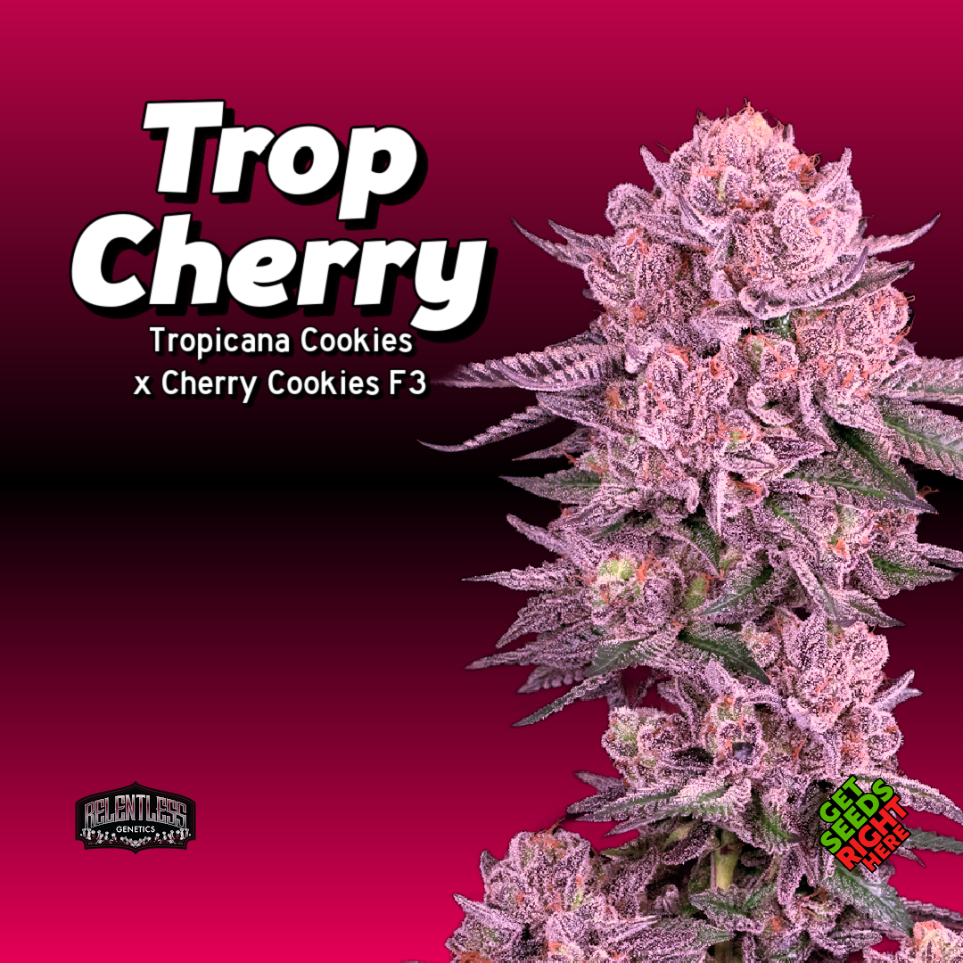 Trop Cherry Clone Main