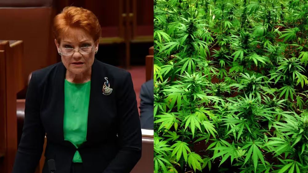 Australia Cannabis Legalization Concept