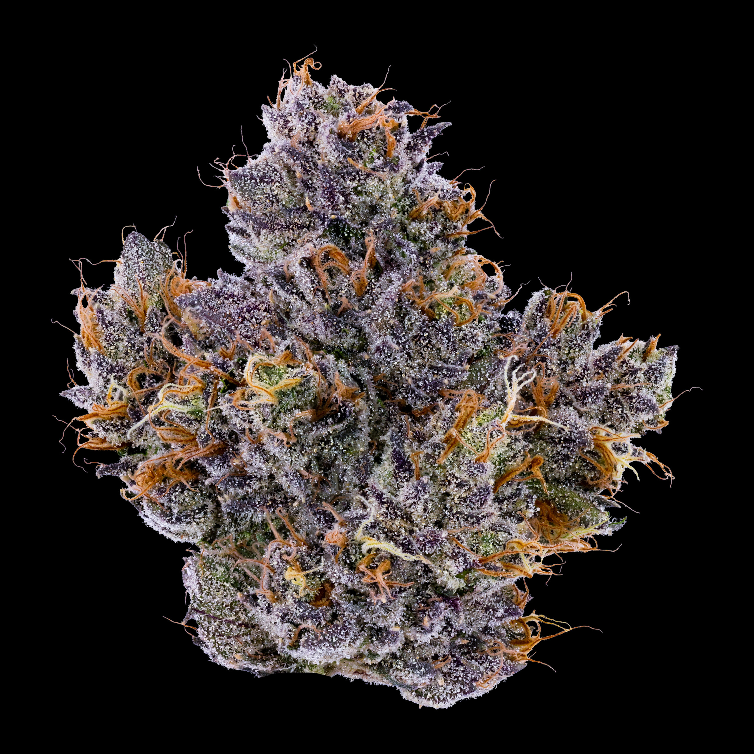 Lemon Cherry Gelato Bud