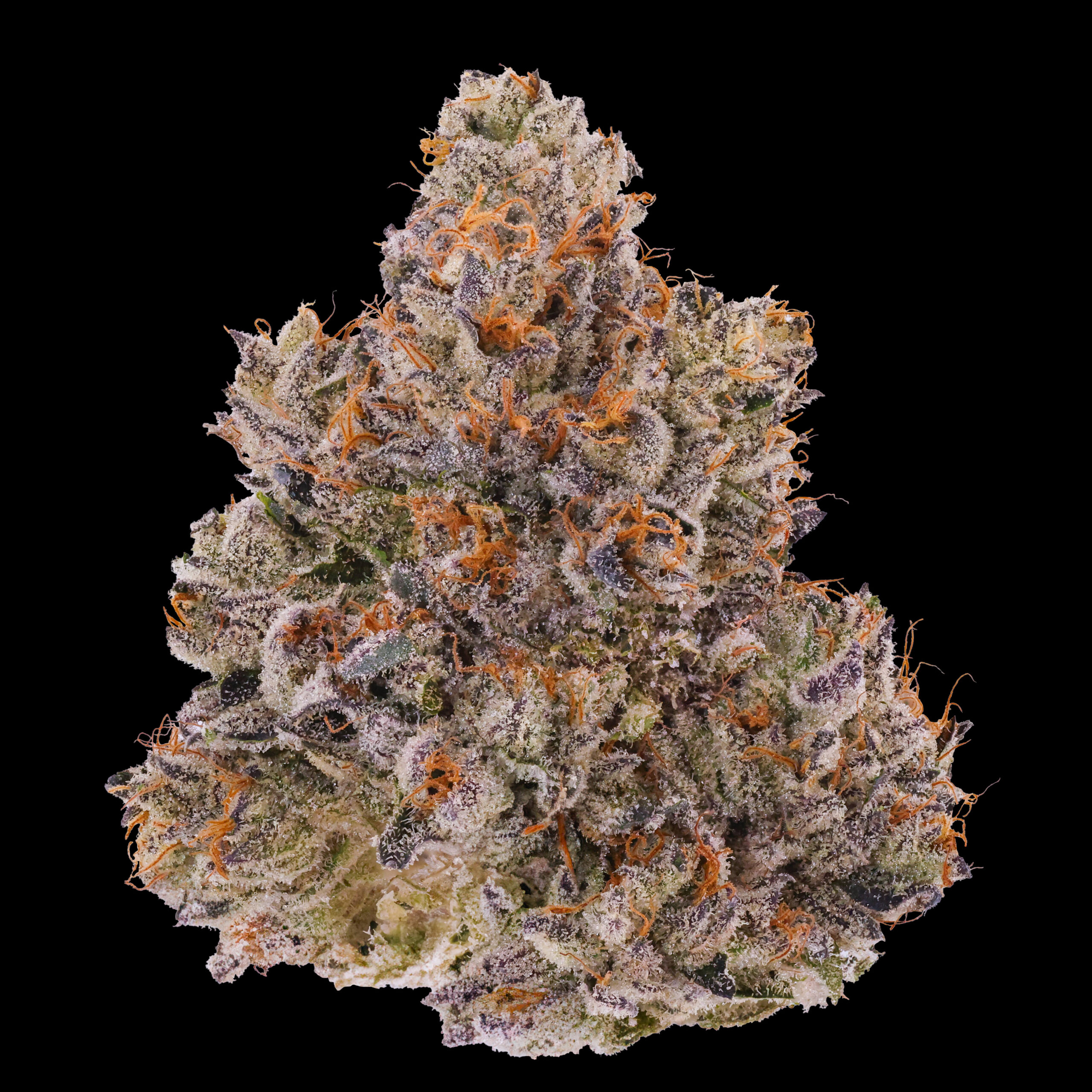 Lemon Cherry Gelato Bud