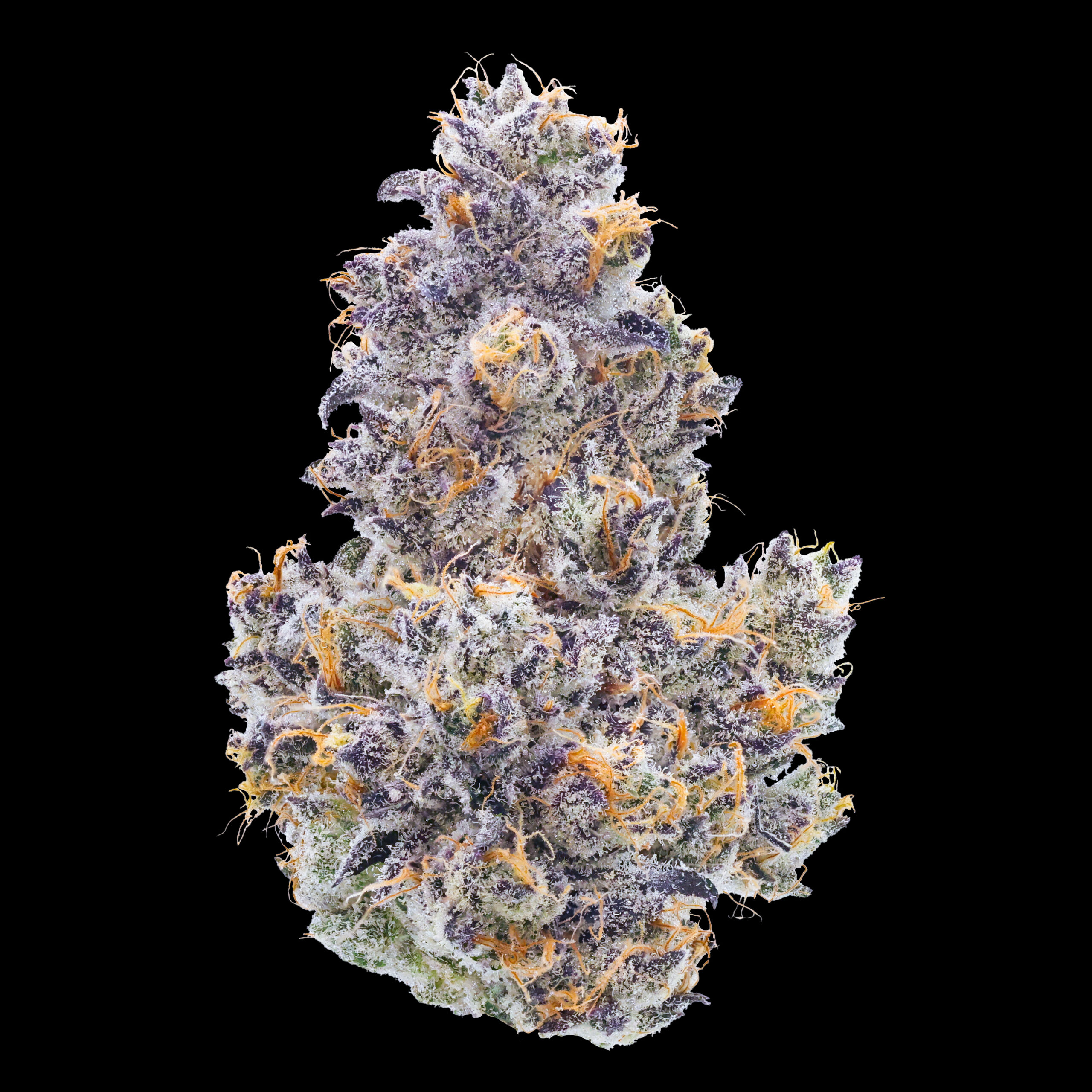 Lemon Cherry Gelato Bud