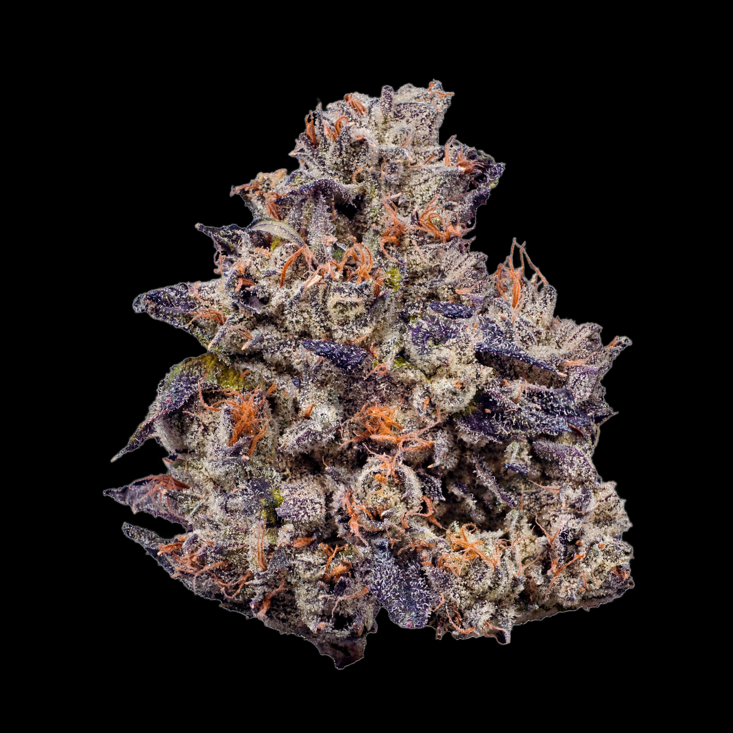 Lemon Cherry Gelato BX2 Bud