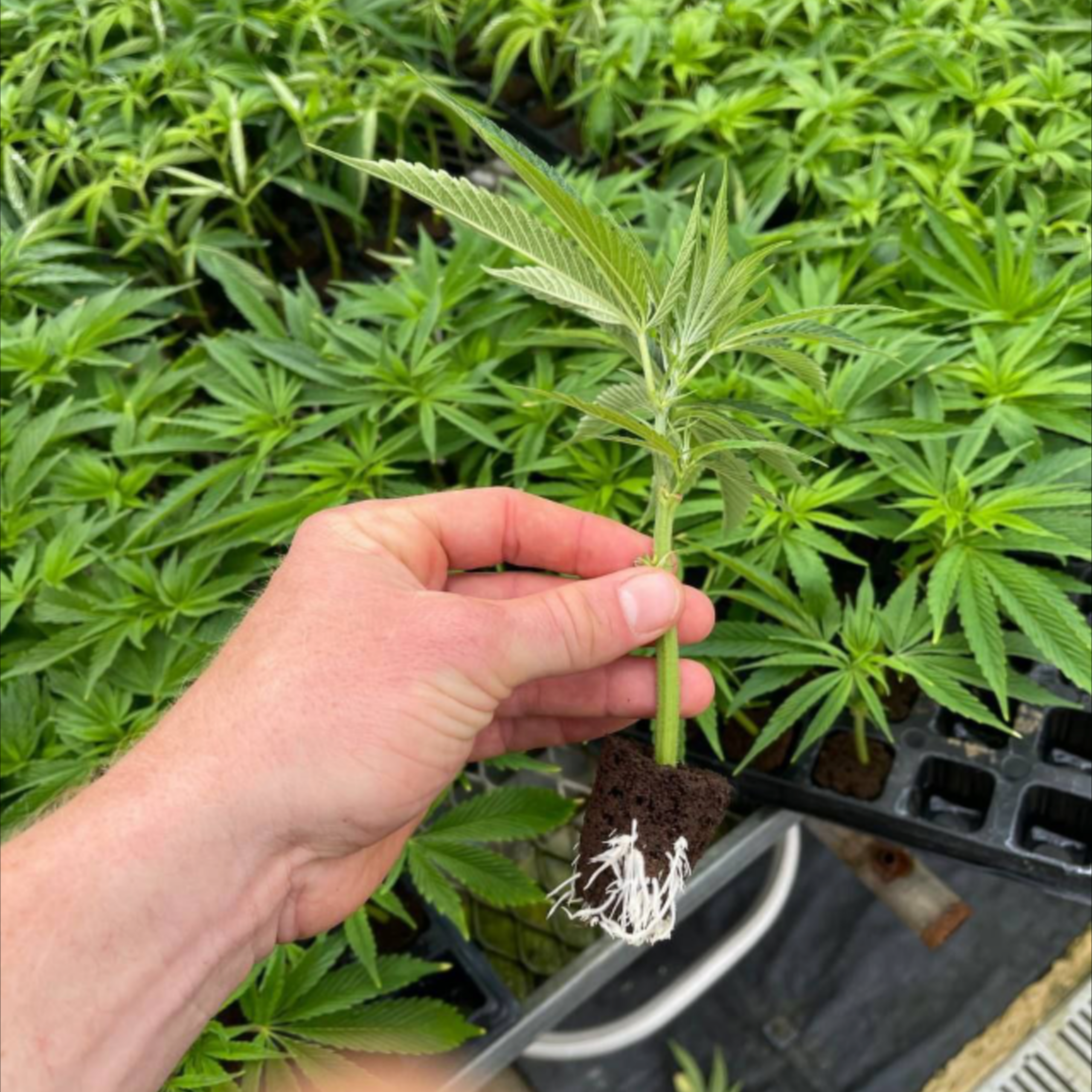 Lemon Cherry Gelato Roots