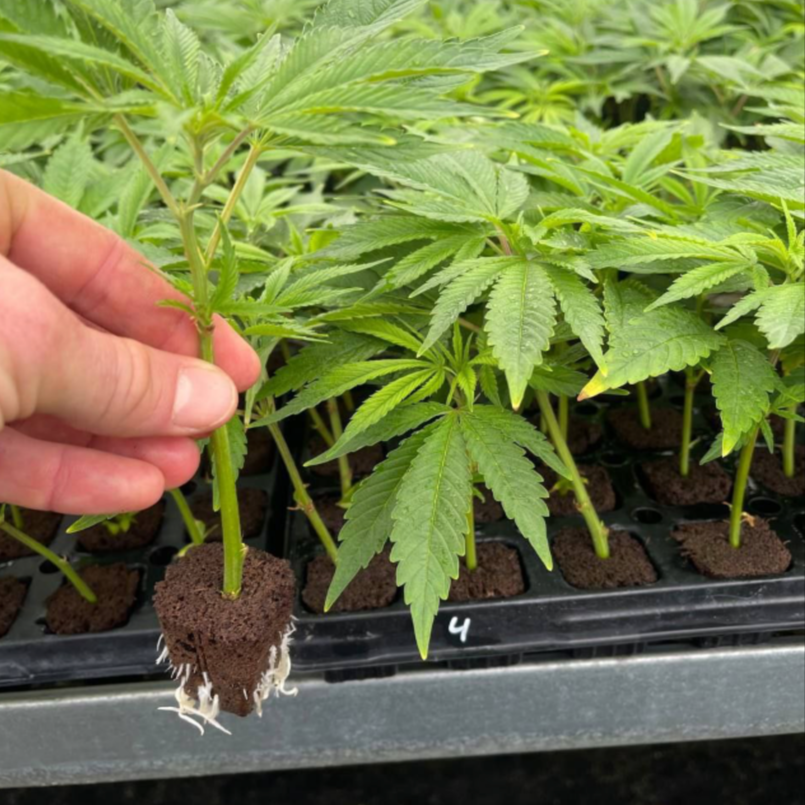 Lemon Cherry Gelato Roots