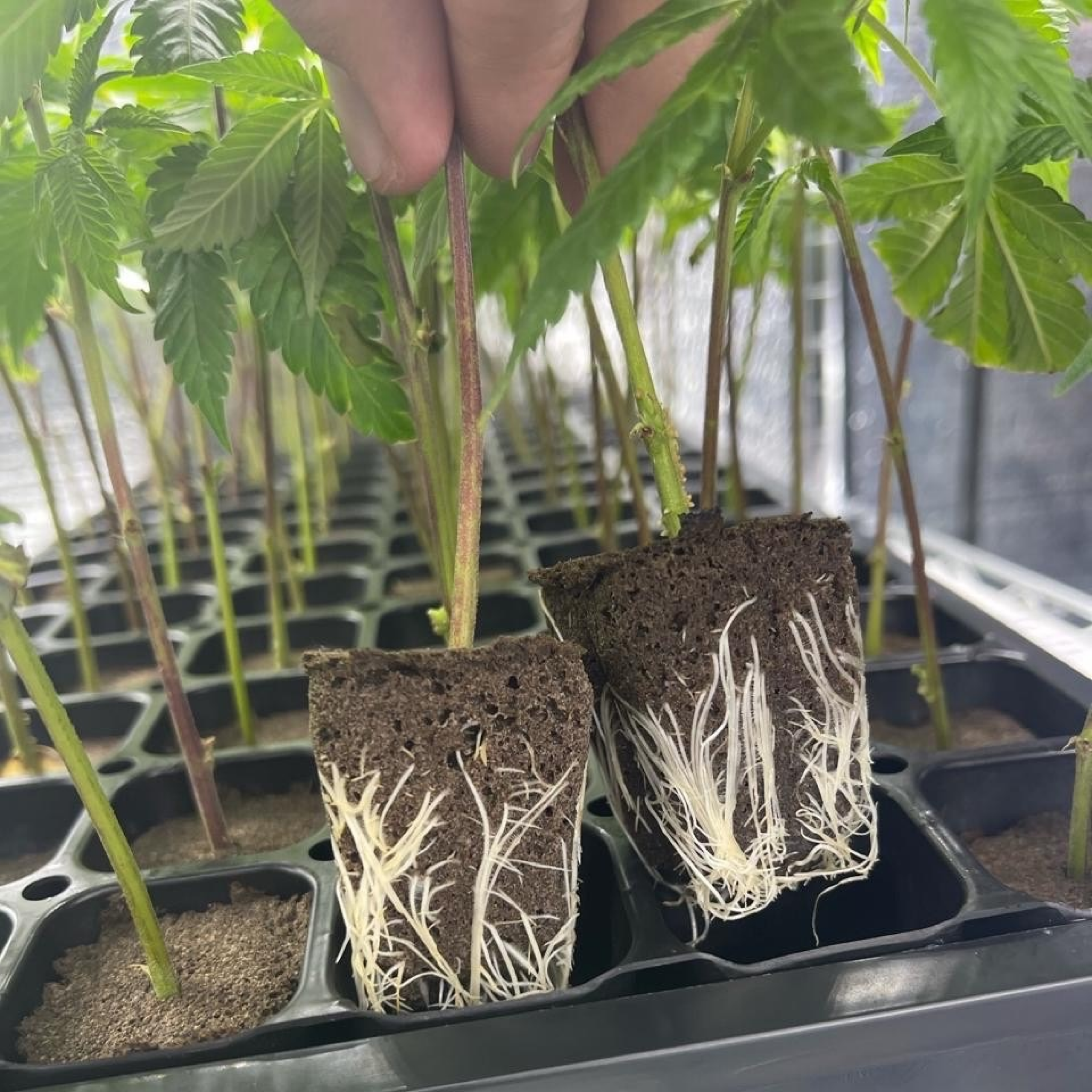 Lemon Cherry Gelato BX2 Roots