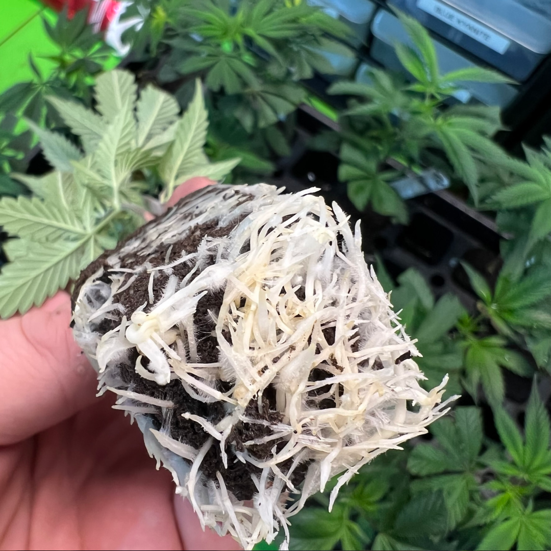 Healthy white cannabis clone roots ready for planting