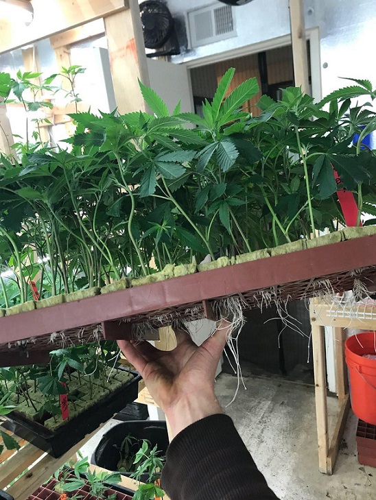 Grape Ape clones showing vigorous growth