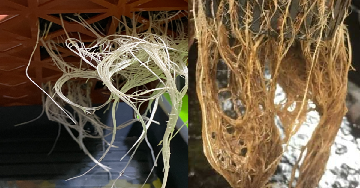 Comparison of healthy white cannabis roots versus brown root rot