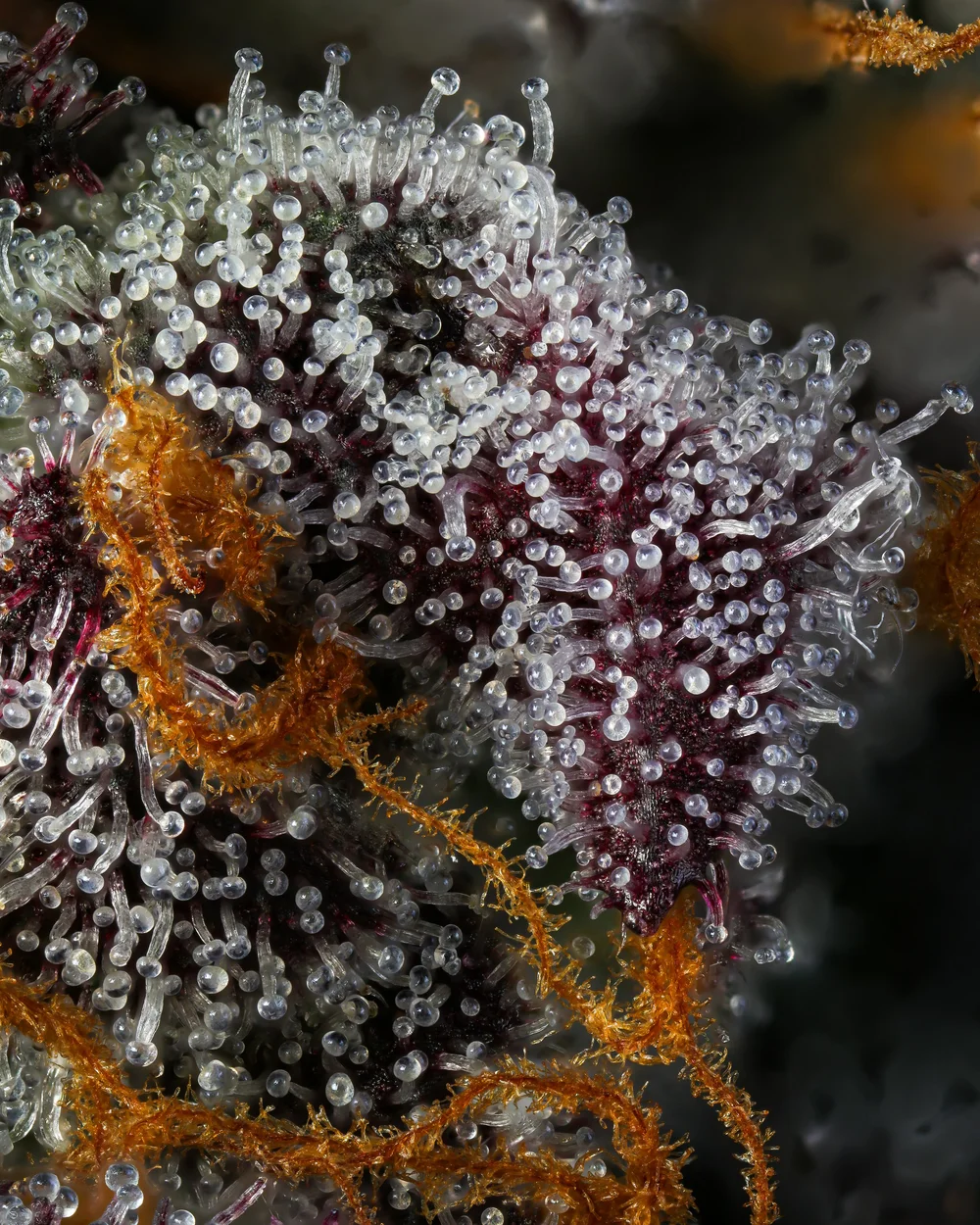 Lemon Cherry Gelato Macro