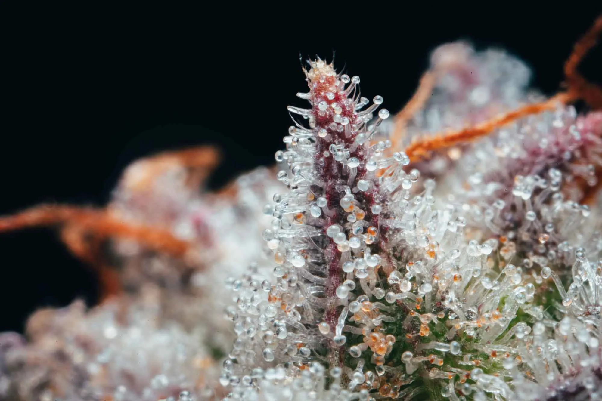 Lemon Cherry Gelato Macro