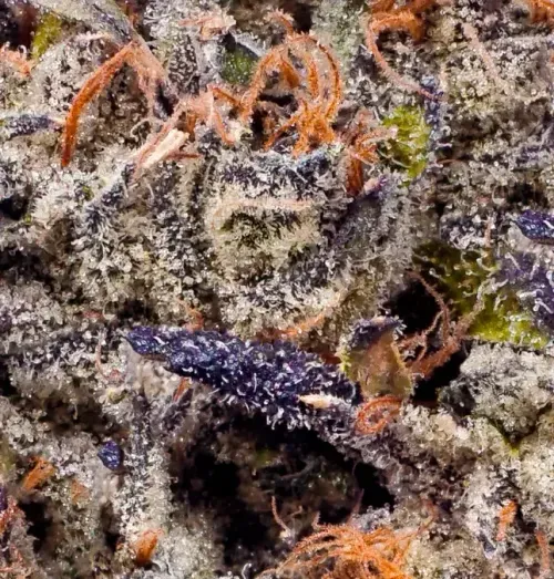 Lemon Cherry Gelato BX2 Macro